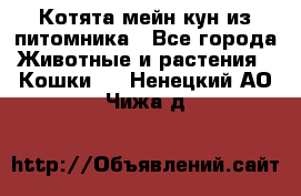 Котята мейн-кун из питомника - Все города Животные и растения » Кошки   . Ненецкий АО,Чижа д.
